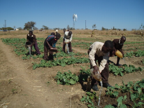 Children gardening at Dope School in Zimbabwe