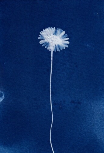 Cyanotype