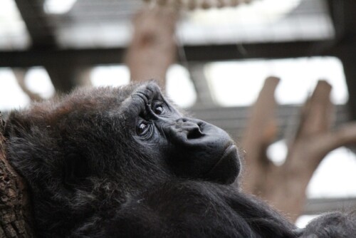 gorilla at london zoo
