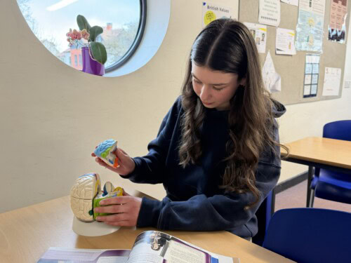 Psychology student Maisie working with a brain
